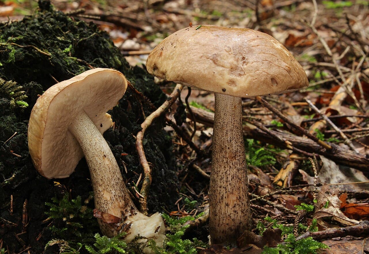 Deux bolets rudes (Leccinum scabrum) à chapeau beige et pied blanc couvert de mèches noirâtres