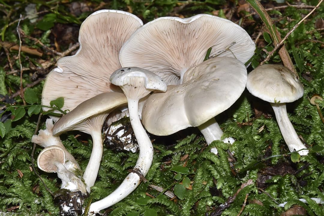 Meuniers (Clitopilus prunulus) dans la mousse, chapeaux blancs mats et lames descendant sur le pied