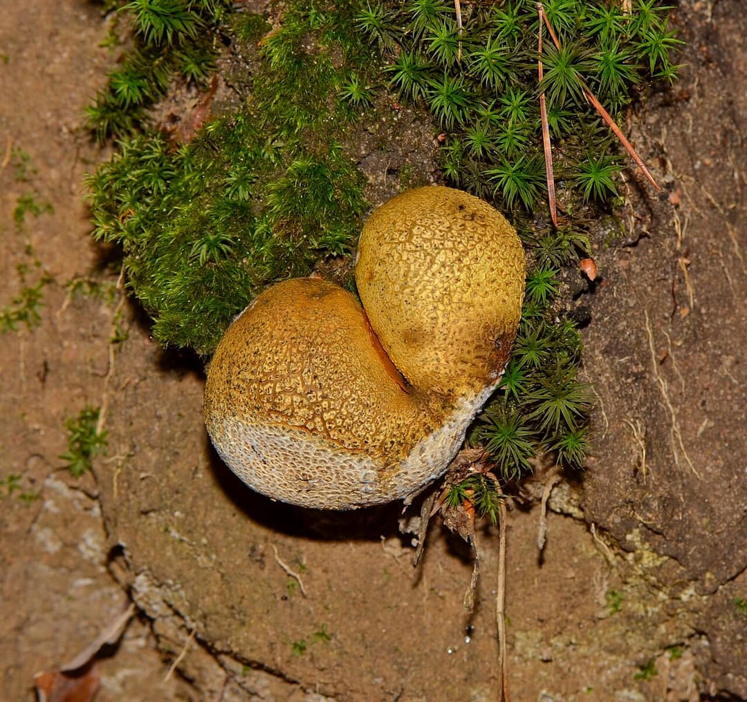 Scléroderme commun (Scleroderma citrinum) : deux sujets globuleux à écorce épaisse et grossièrement squameuse, brun-jaune, posés à même la mousse en sous-bois