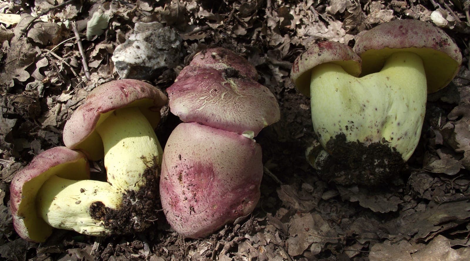 Bolets royaux (Butyriboletus regius) au chapeau rose framboise, montrant leurs pores jaune vif, en litière de feuilles
