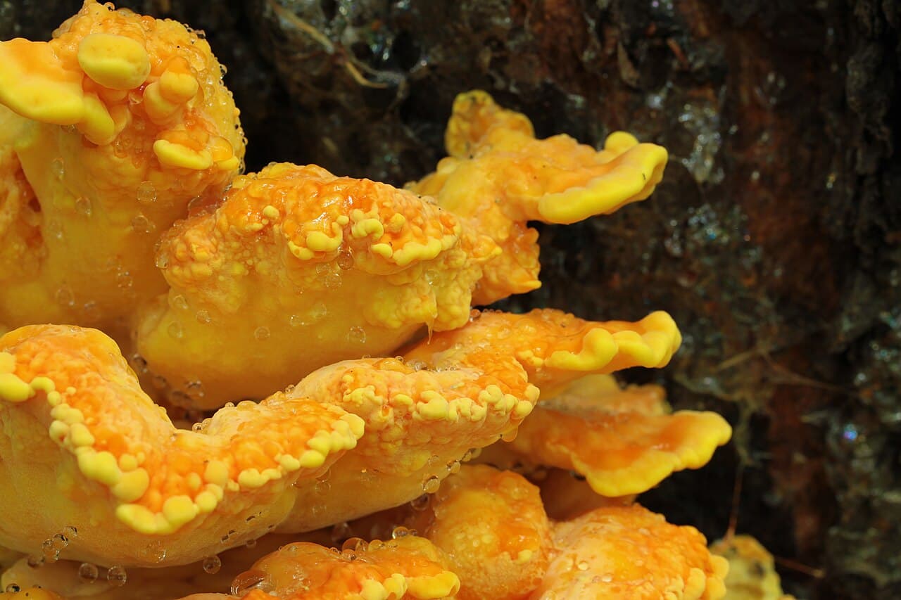 Polypore soufré (Laetiporus sulphureus) en consoles imbriquées jaune soufre et orange sur un tronc
