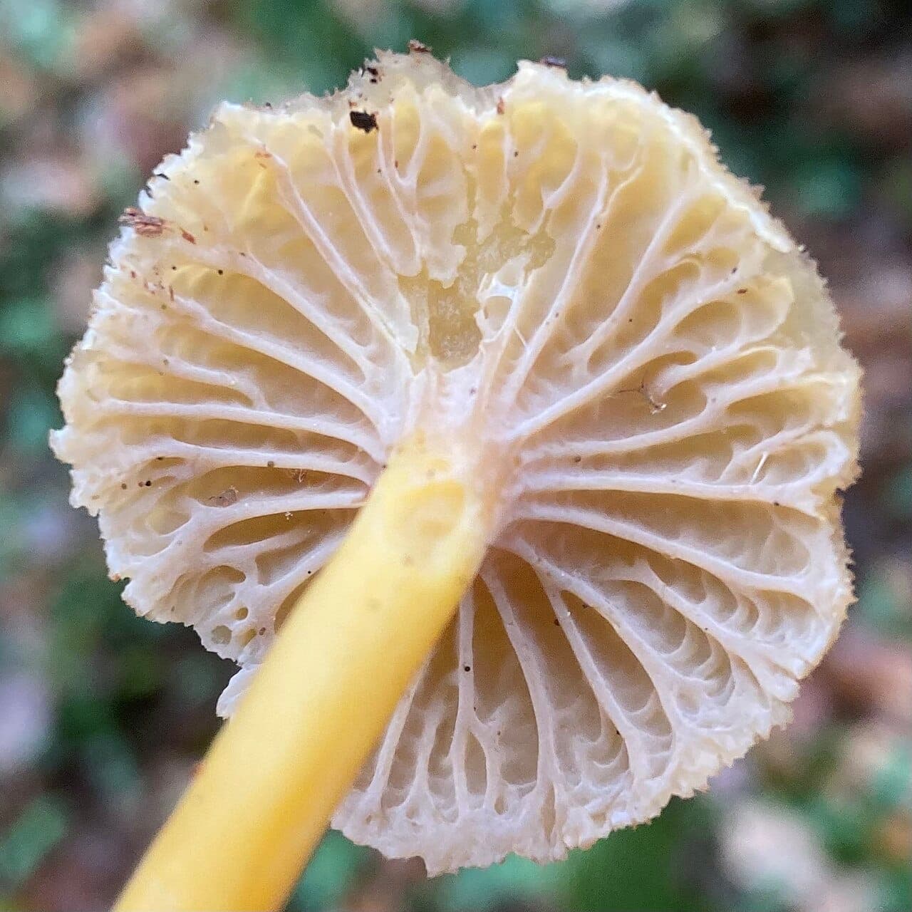 Face inférieure de la chanterelle en tube, plis veinés et fourchus gris pâle descendant sur le pied jaune, sans vraies lames