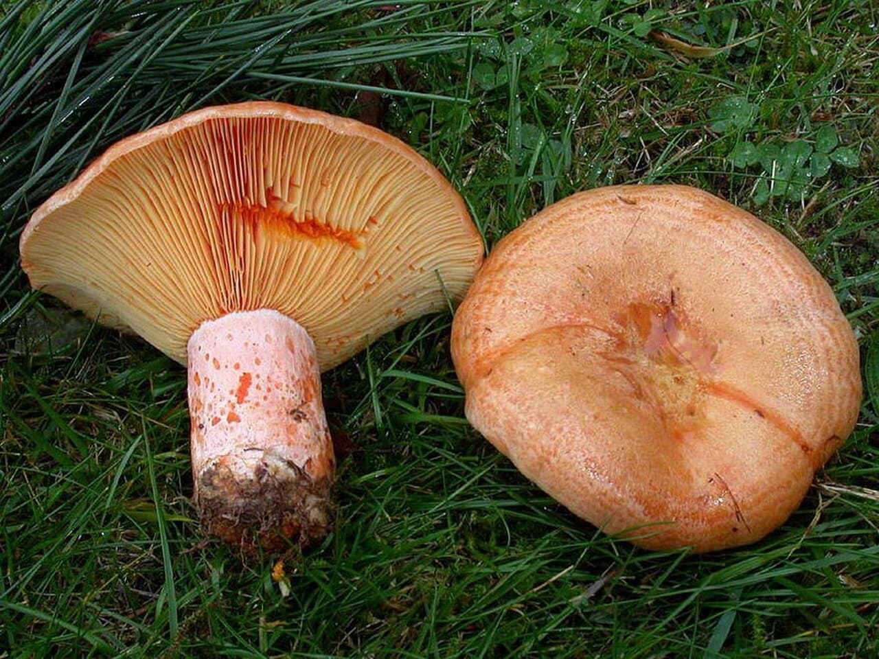 Lactaire délicieux (Lactarius deliciosus) orangé à zones concentriques, lait carotte visible