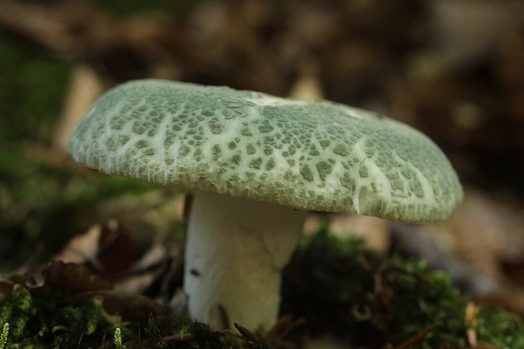 Russule verdoyante (Russula virescens) : chapeau vert-de-gris couvert de craquelures en petites plaques
