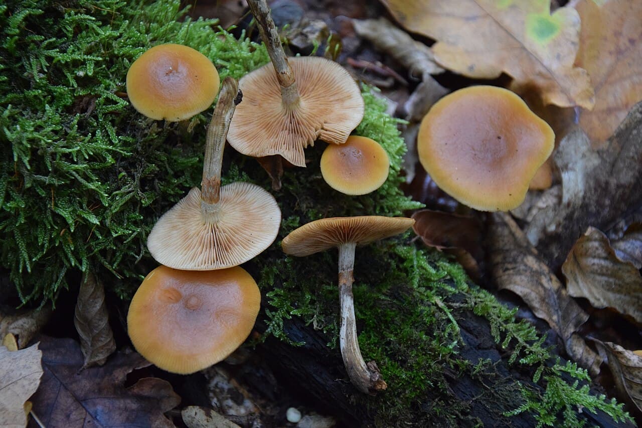 Galères marginées (Galerina marginata) en touffe sur bois moussu, petits chapeaux brun miel