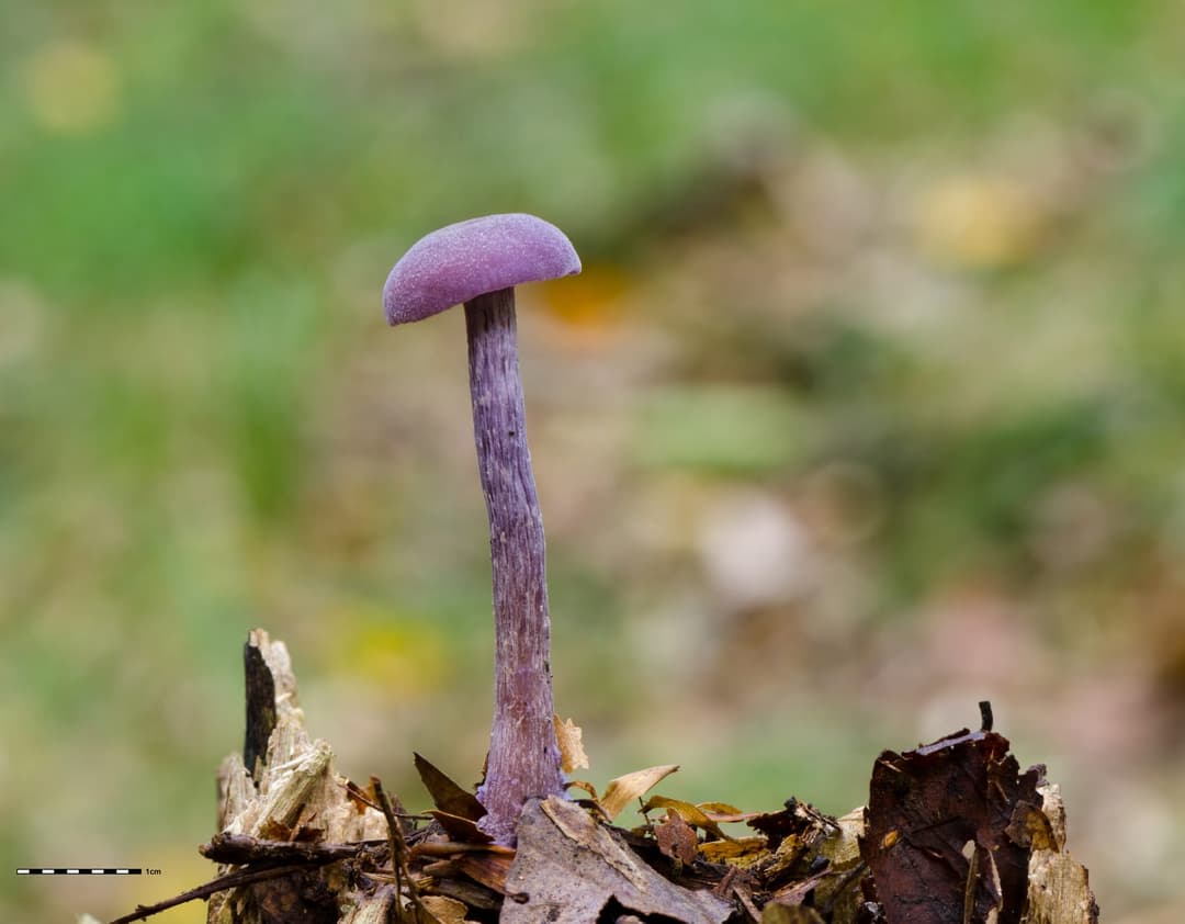 Laccaire améthyste (Laccaria amethystina) isolé sur une souche en décomposition, chapeau et pied d'un violet uniforme intense