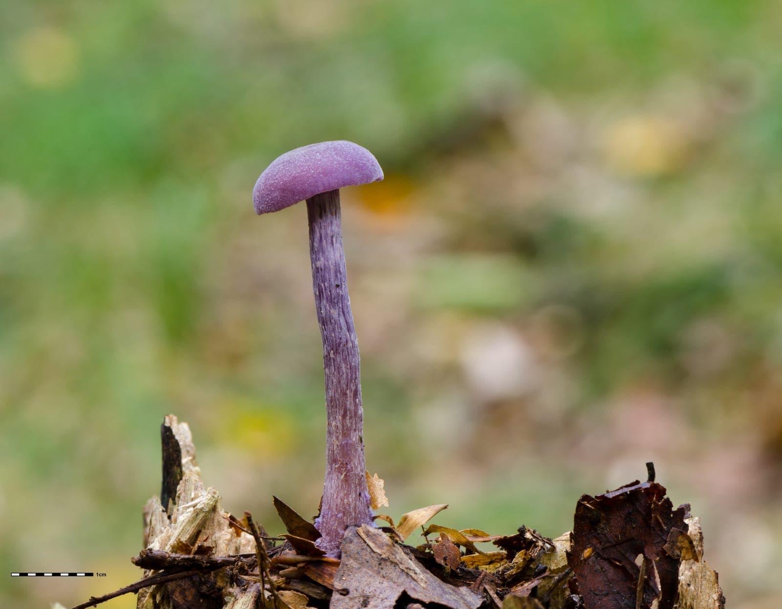 Laccaire améthyste (Laccaria amethystina) isolé sur une souche en décomposition, chapeau et pied d'un violet uniforme intense