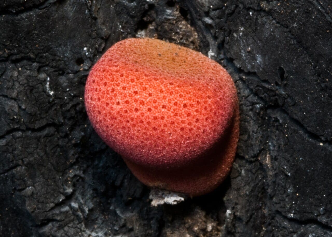 Langue de bœuf (Fistulina hepatica) rouge sang à la base d'un tronc de chêne, en console épaisse et humide