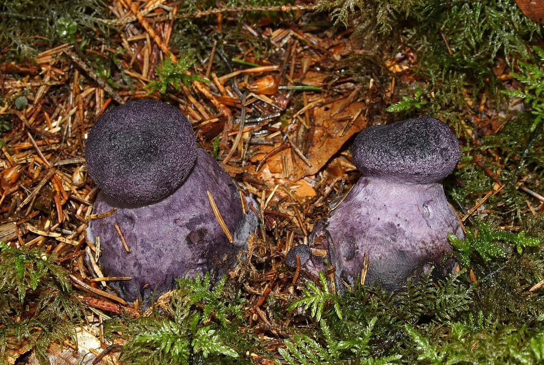 Jeunes cortinaires violets (Cortinarius violaceus) au chapeau feutré presque noir et au pied violet intense, dans la mousse et les aiguilles de conifères