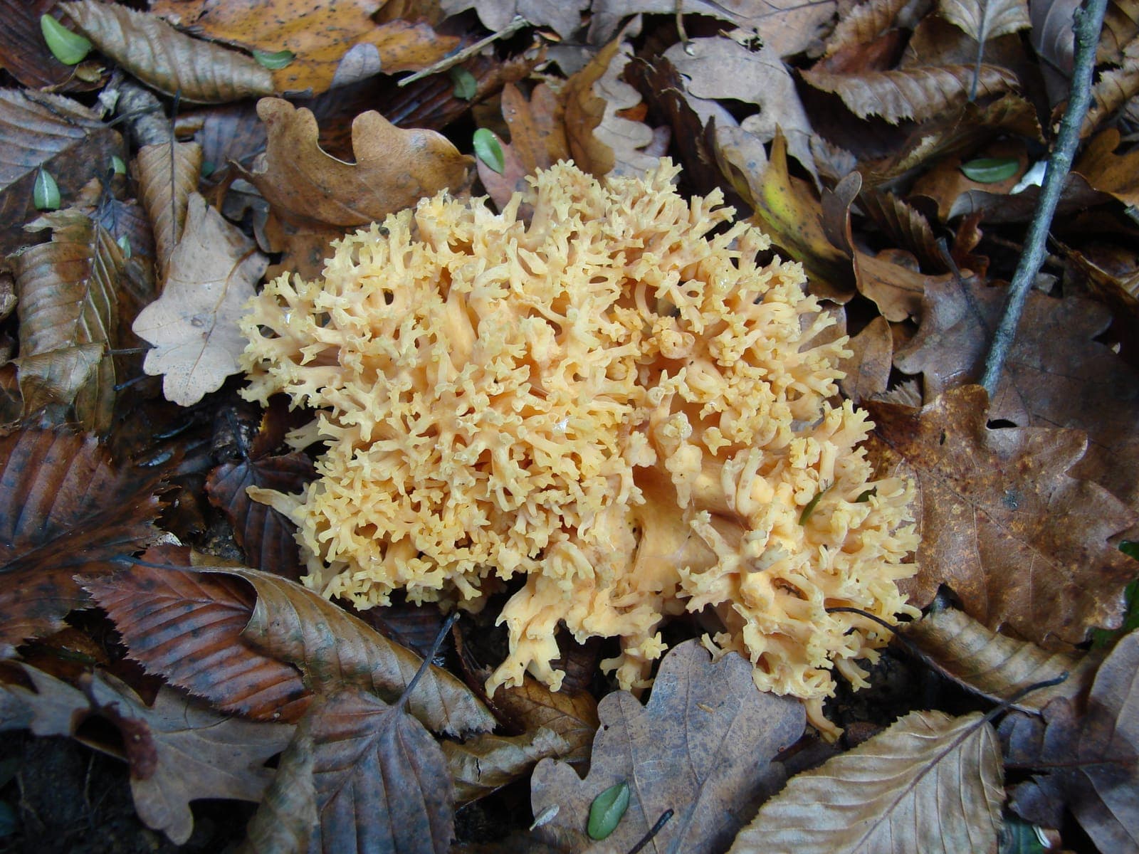 Touffe de clavaire dorée (Ramaria aurea) jaune pâle à or, aux rameaux dressés et divisés, posée sur une litière de feuilles de hêtre et de chêne