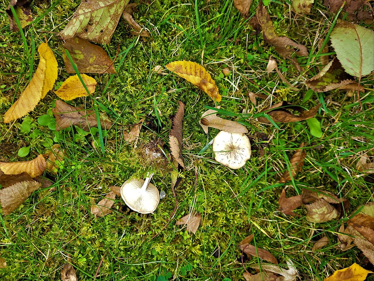 Clitocybes blancs (Clitocybe dealbata) dans l'herbe d'une prairie, petits chapeaux blancs givrés