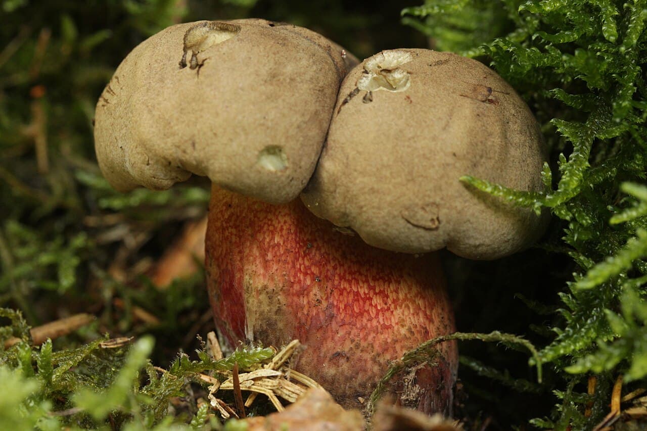 Bolets à beau pied (Caloboletus calopus) : chapeau gris beige clair et pied rouge carmin, dans la mousse
