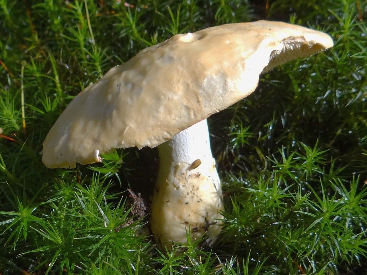 Chapeau crème irrégulier et bosselé du pied-de-mouton, marge sinueuse, pied excentré bien visible