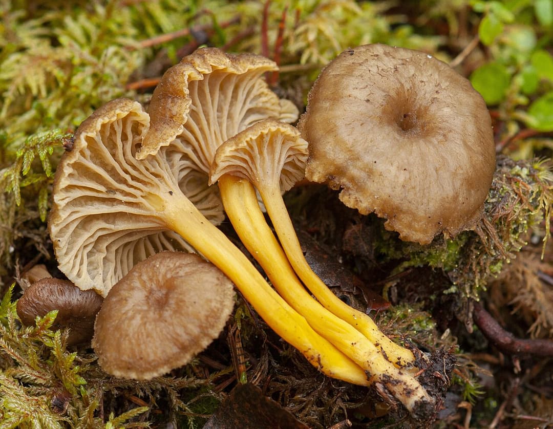 Chanterelles en tube (Craterellus tubaeformis) dans la mousse : chapeau brun et pied jaune
