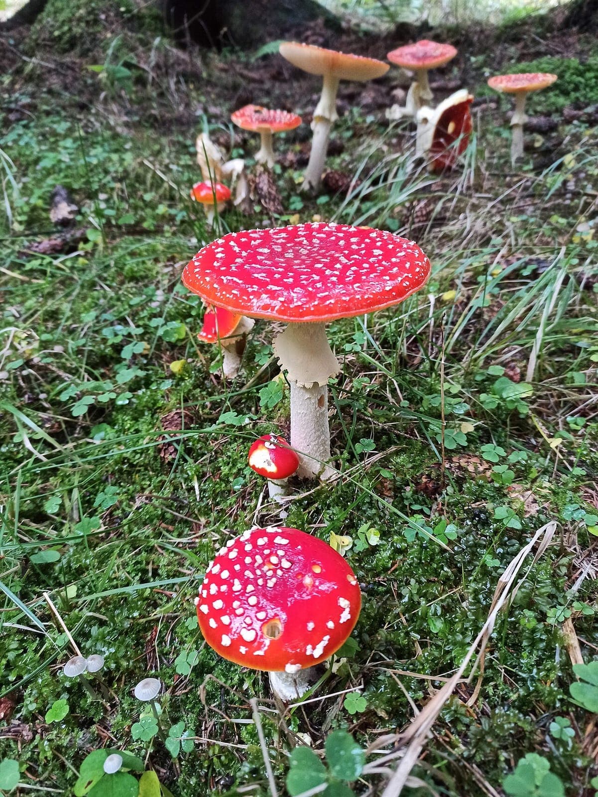 Chapeau rouge vif couvert de flocons blancs de l'amanite tue-mouches, vu de dessus