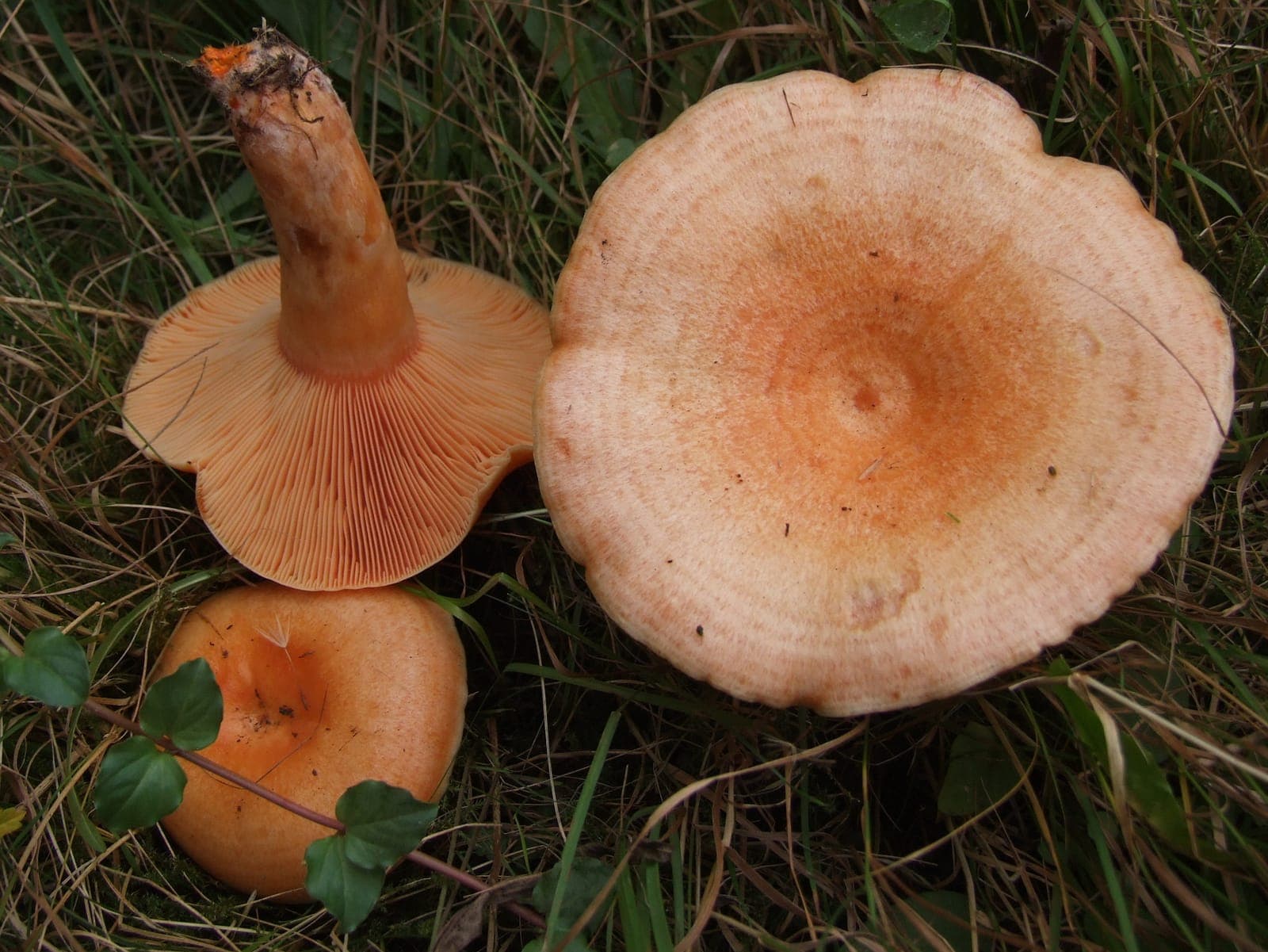 Chapeau orangé du lactaire saumoné vu de dessus, en entonnoir à fines zones concentriques, sans aucune tache verte