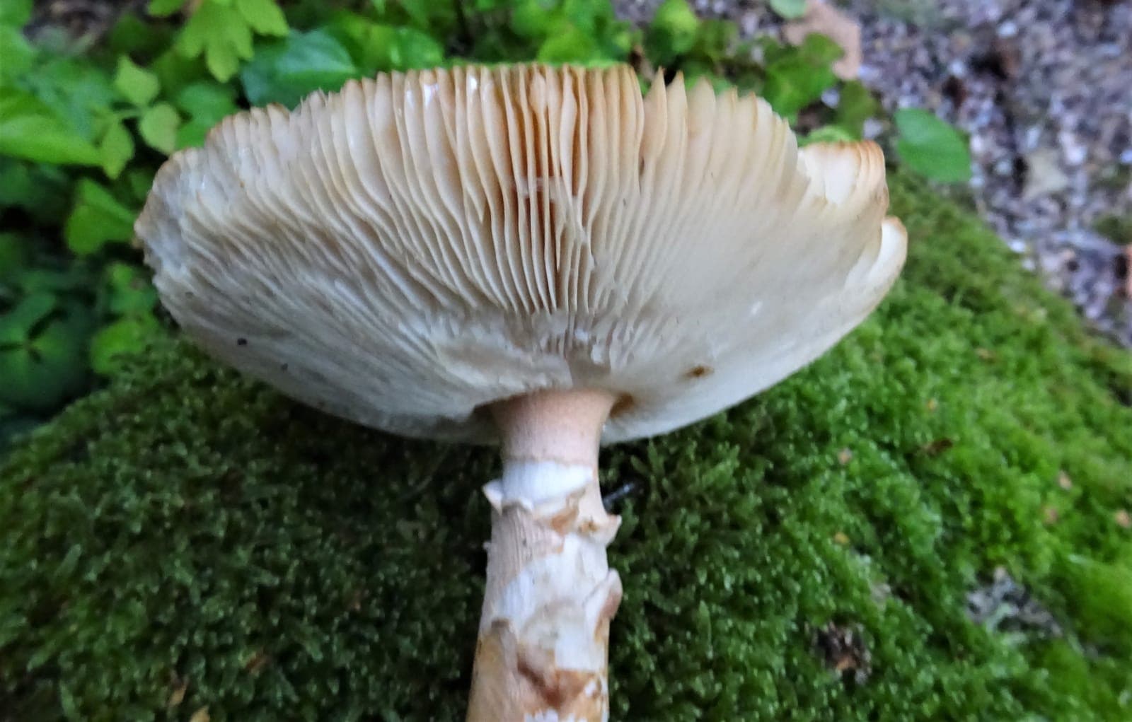 Amanite safran (Amanita crocea) inclinée montrant ses lames libres crème et son pied orangé sans anneau, zébré de fibrilles