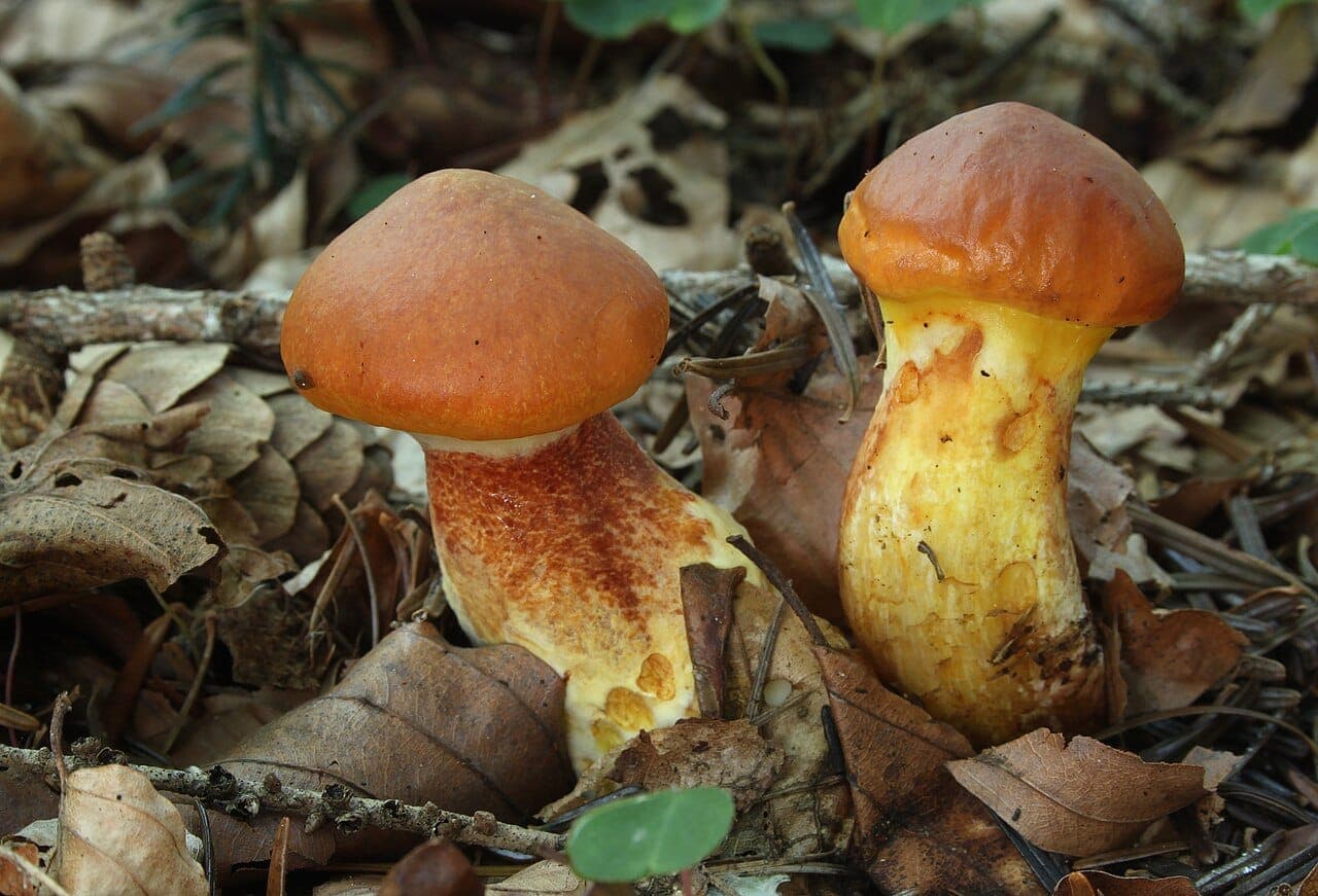 Deux bolets élégants (Suillus grevillei) au chapeau visqueux orange vif, dans la litière sous un mélèze