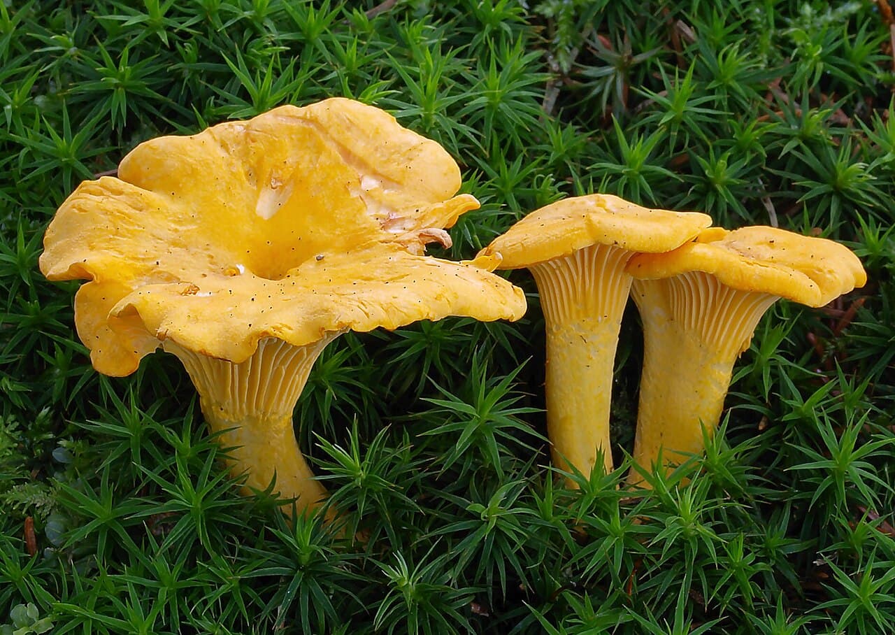 Girolles (Cantharellus cibarius) jaune d'œuf avec leurs plis décurrents caractéristiques