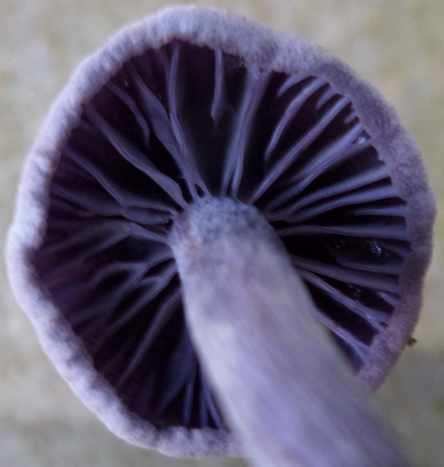 Dessous du chapeau du laccaire améthyste montrant des lames violettes, épaisses et très espacées, jamais serrées
