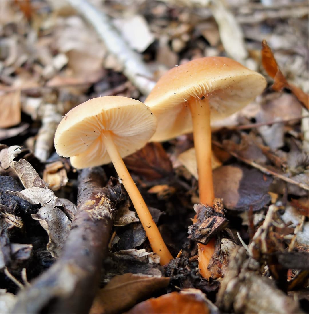 Deux collybies des chênes (Gymnopus dryophilus) vues de dessous dans la litière de feuilles mortes, chapeaux orangé roussâtre et lames crème serrées