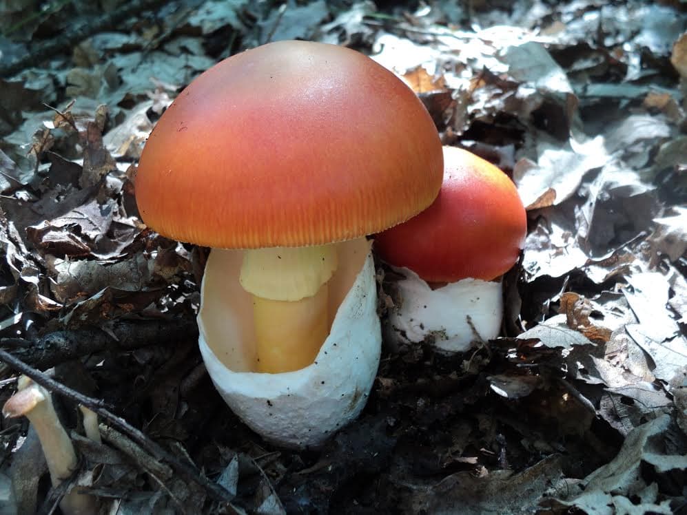 Chapeau orange à rouge en dôme de l'oronge, lisse et brillant, sans aucun voile blanc dessus