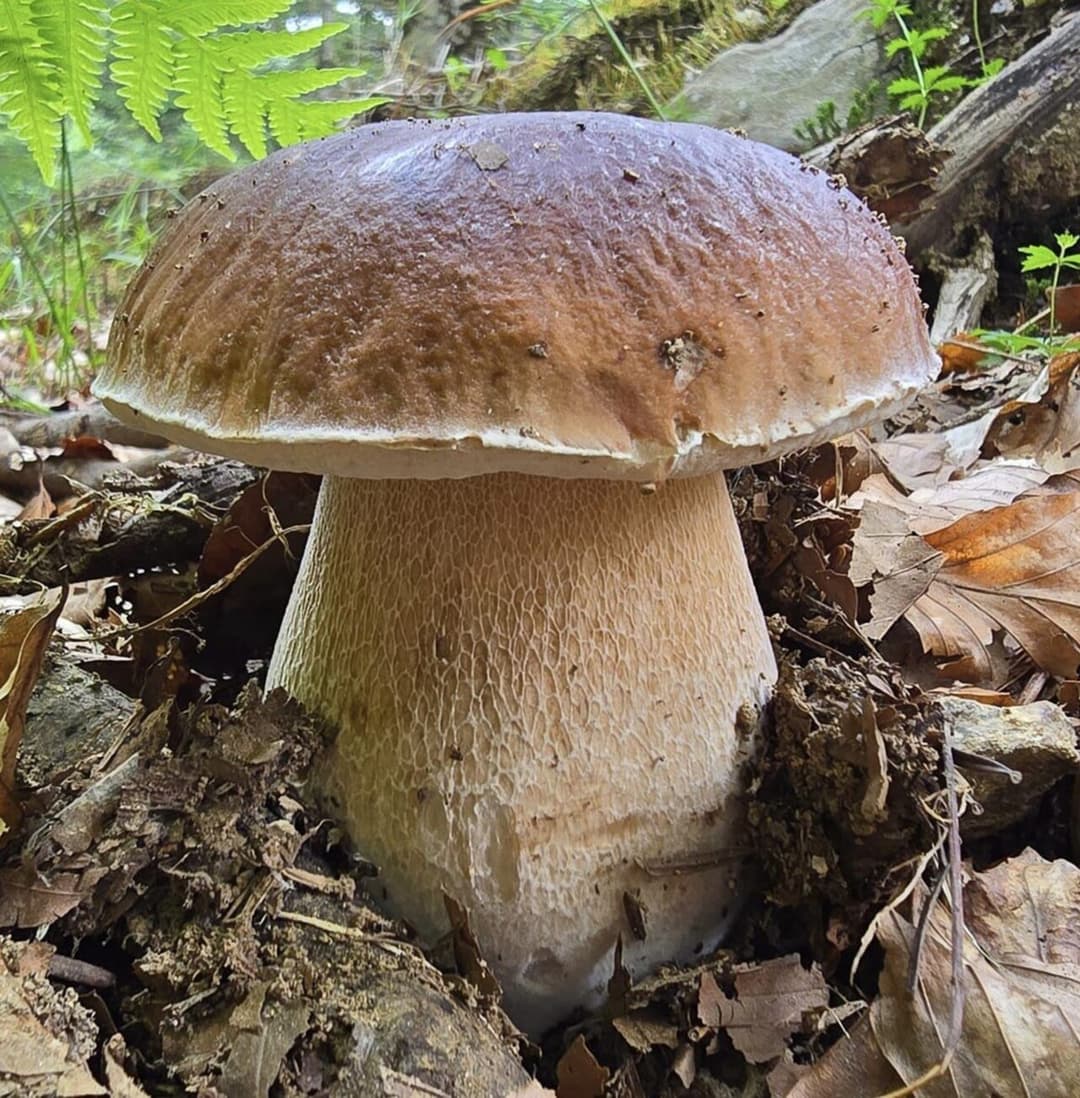 Cèpe de Bordeaux (Boletus edulis) en sous-bois : chapeau brun croûte de pain et pied massif clair