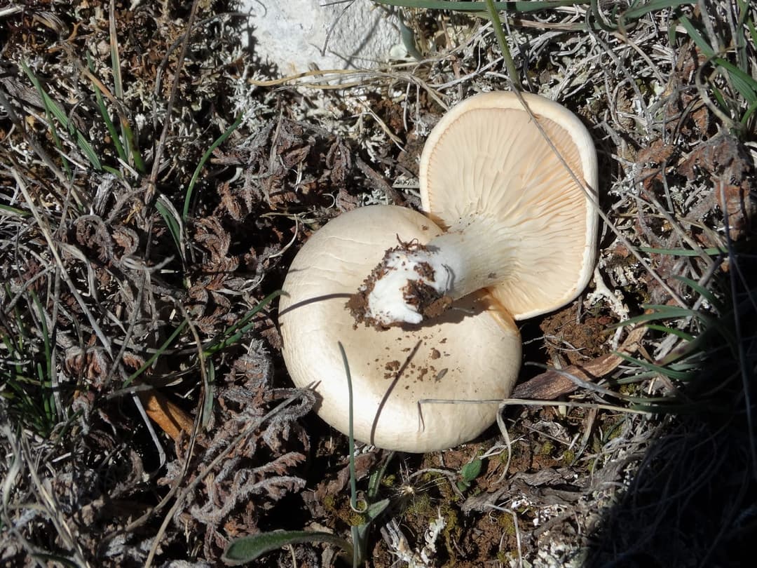 Pleurotes du panicaut retournés montrant les lames décurrentes crème sur un pied épais couvert de terre, à côté d'un chapeau brun clair intact