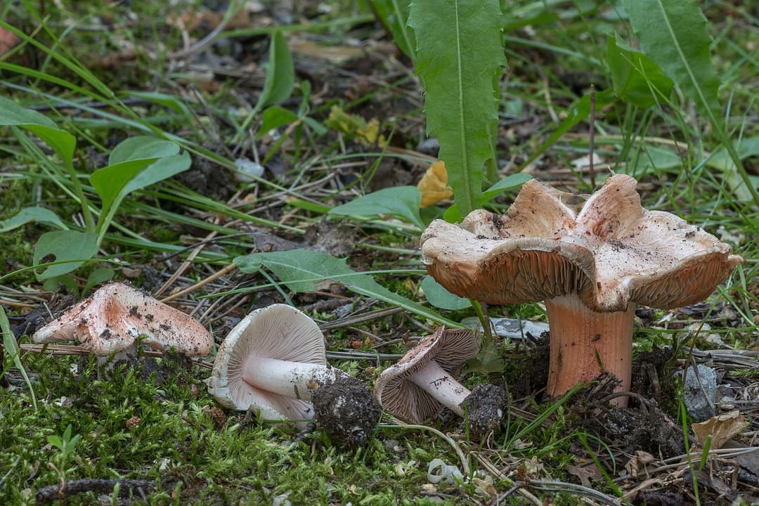 Inocybes de Patouillard (Inocybe erubescens) portant les taches rouge carmin caractéristiques sur le chapeau et le pied