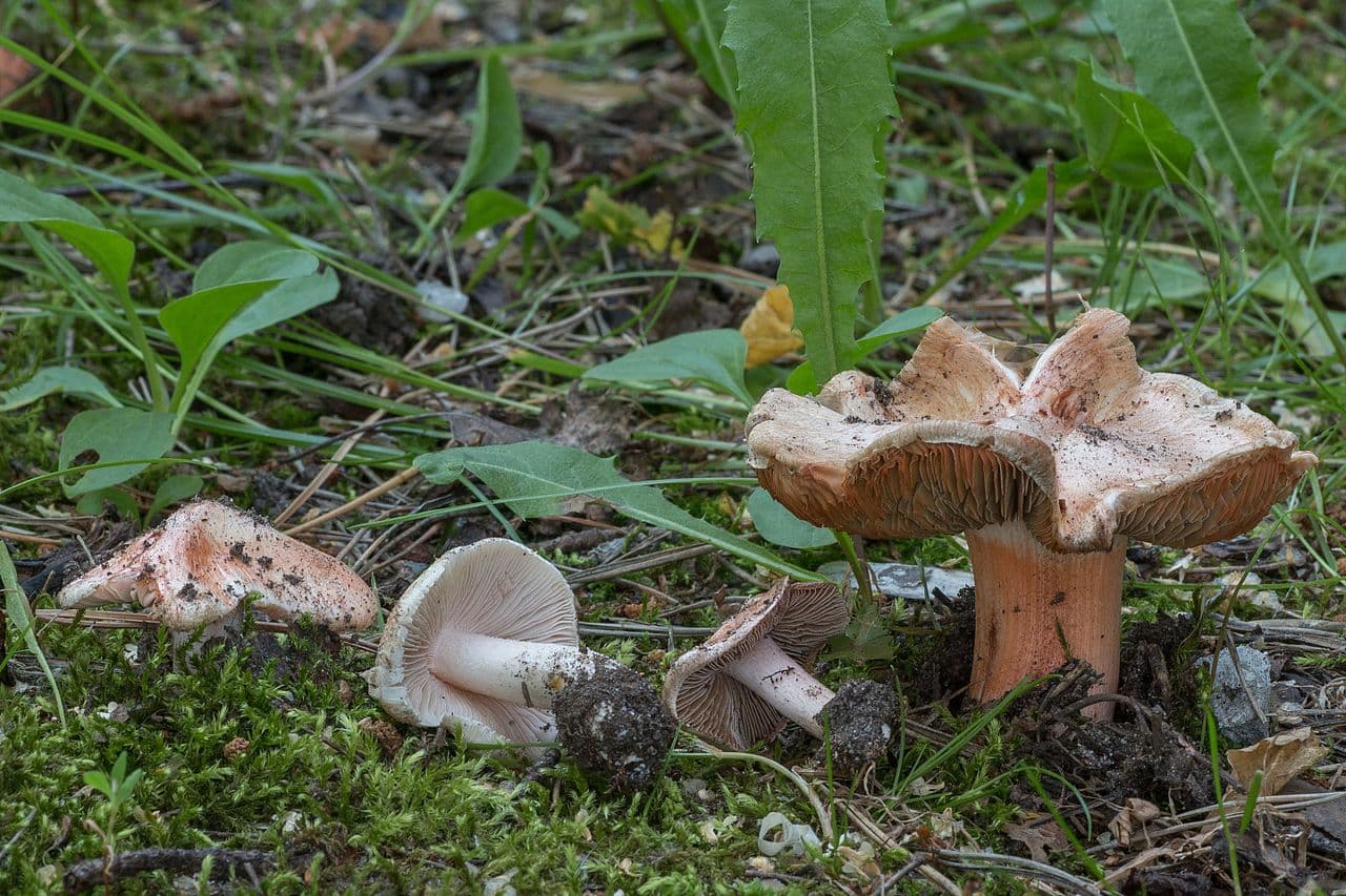 Inocybes de Patouillard (Inocybe erubescens) portant les taches rouge carmin caractéristiques sur le chapeau et le pied