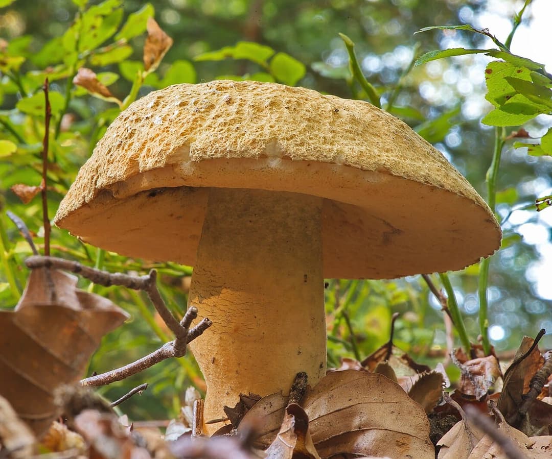 Bolet bleuissant (Gyroporus cyanescens) au chapeau crème craquelé, en situation dans la litière de feuillus