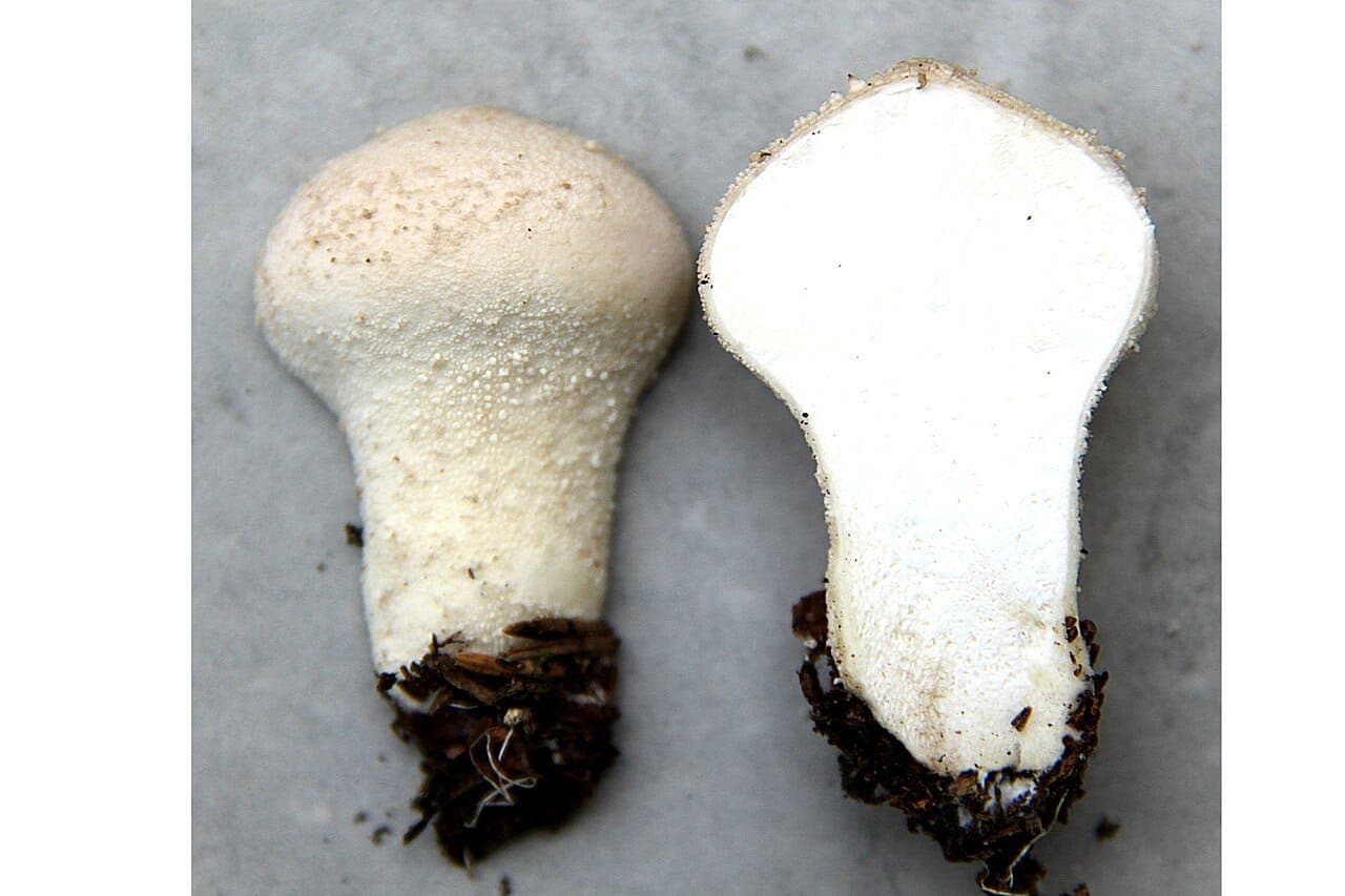 Vesse-de-loup perlée coupée en deux dans la hauteur : chair intérieure blanche et parfaitement homogène, sans aucune silhouette de champignon, le test qui écarte une jeune amanite