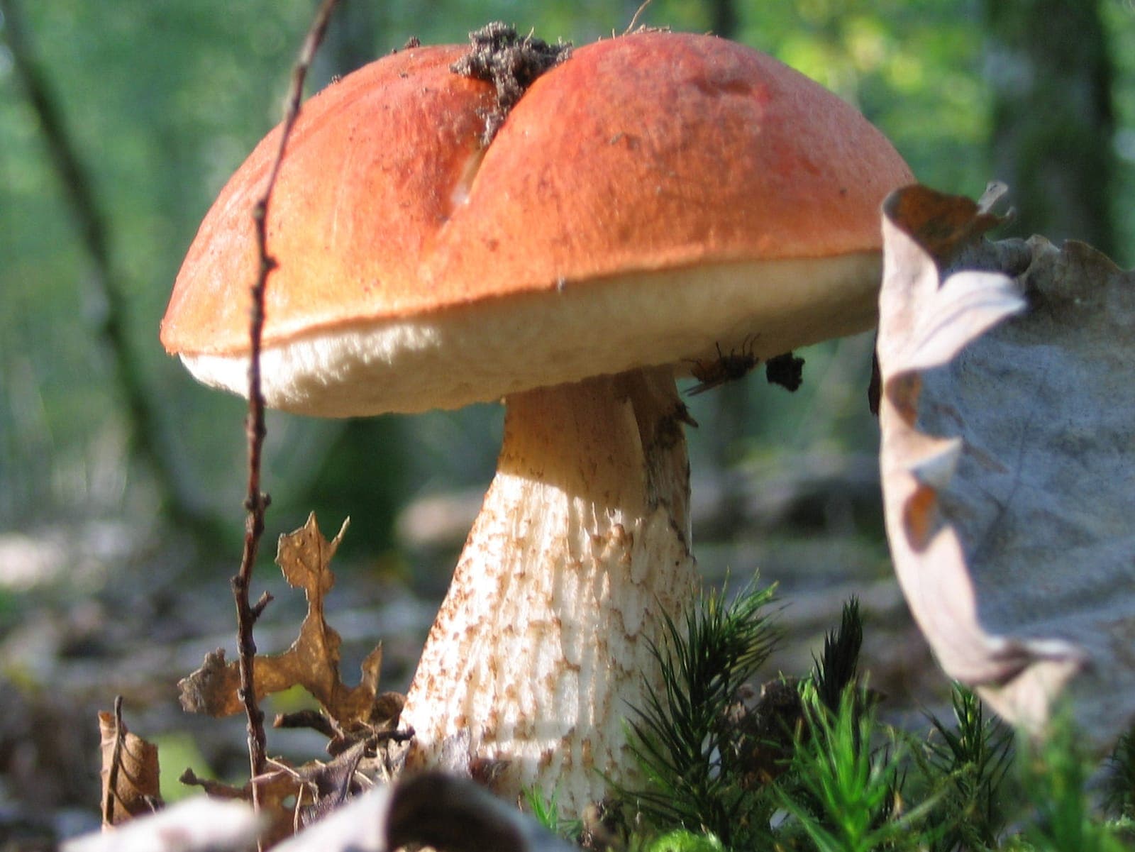 Bolet orangé (Leccinum aurantiacum) au chapeau orange vif hémisphérique, en sous-bois