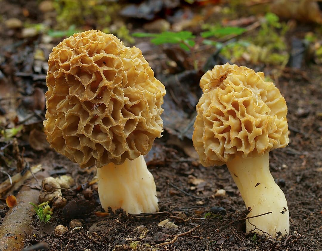 Morille commune (Morchella esculenta) au chapeau alvéolé en nid d'abeille