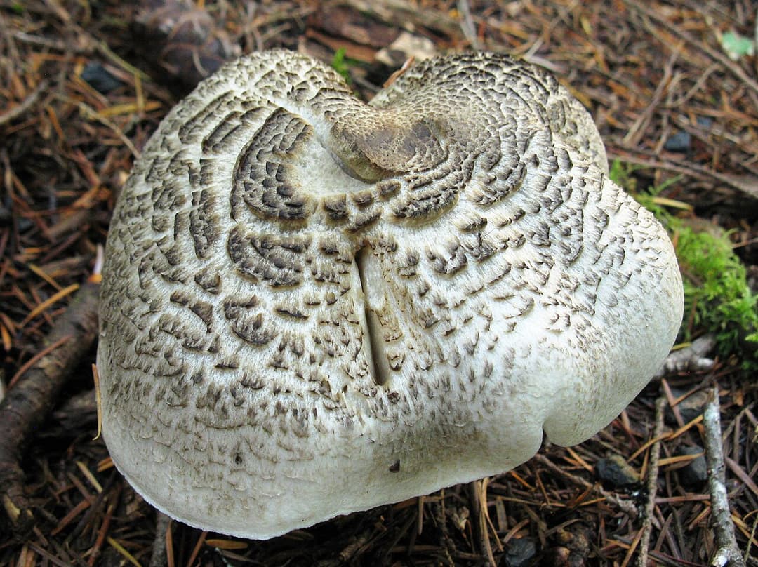 Tricholome tigré (Tricholoma pardinum) : chapeau gris couvert de mèches concentriques formant un dessin tigré