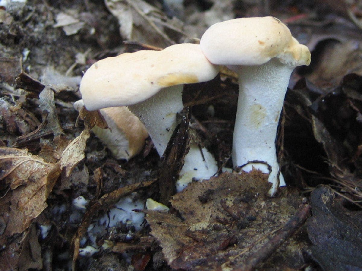 Pieds trapus et blancs du pied-de-mouton, pleins, finement granuleux, portant des chapeaux crème soudés en touffe