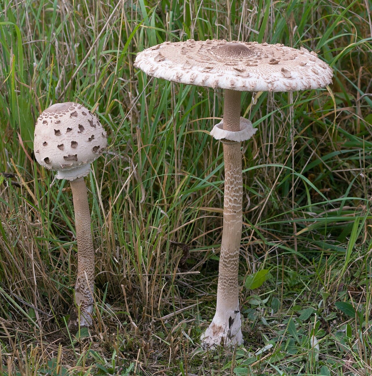 Coulemelle (Macrolepiota procera) : chapeau en parasol écailleux et haut pied chiné