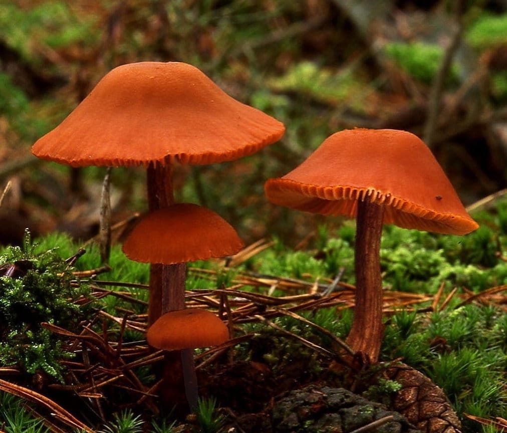 Laccaires laqués (Laccaria laccata) au chapeau orangé, plusieurs tailles réunies dans la mousse et les aiguilles de pin, lames épaisses et espacées visibles sous le chapeau incliné