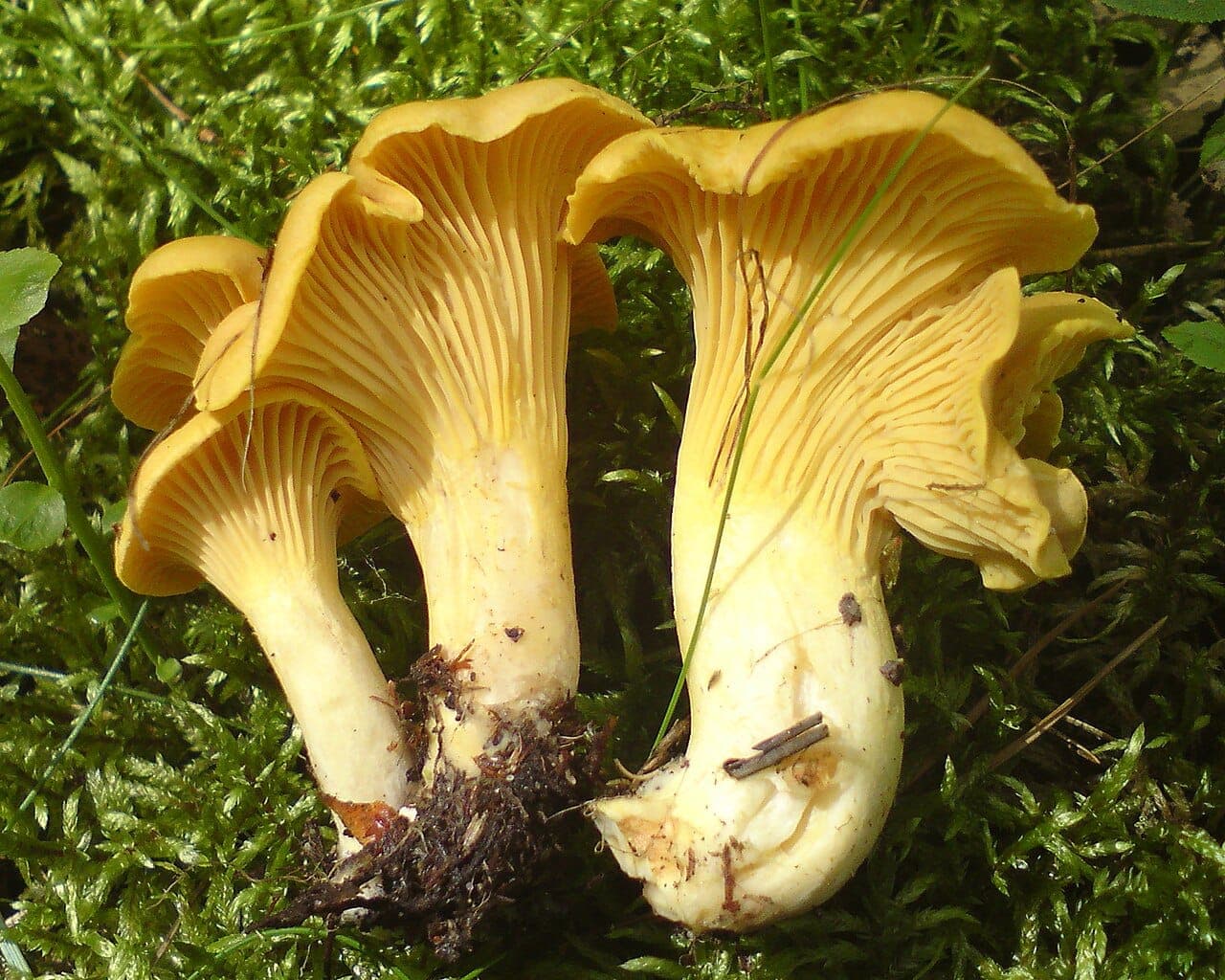 Girolles déterrées montrant le pied plein, effilé vers la base, se prolongeant sans démarcation nette avec le chapeau