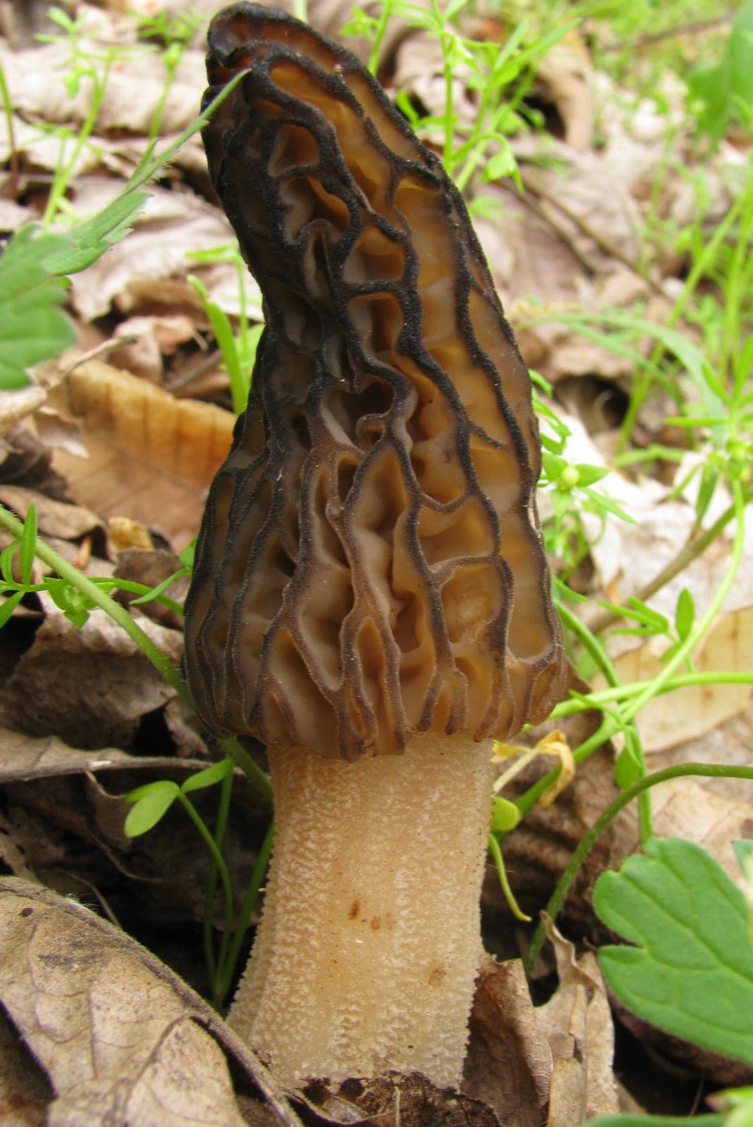 Morille noire (Morchella elata) au chapeau conique sombre à alvéoles allongées reliées en échelle, pied clair, dans la litière