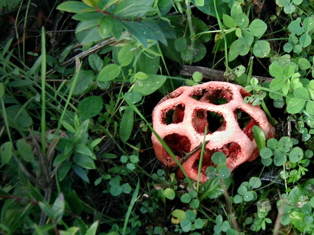 Clathre rouge (Clathrus ruber) : cage rouge à rose corail émergeant de sa volve blanche déchirée, au sol