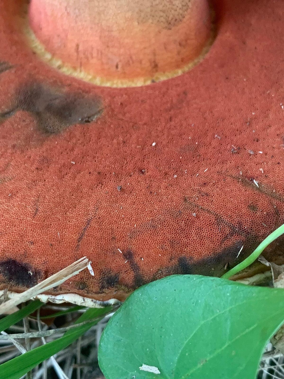 Pores rouge sang très fins sous le chapeau du bolet de Satan, vus en gros plan