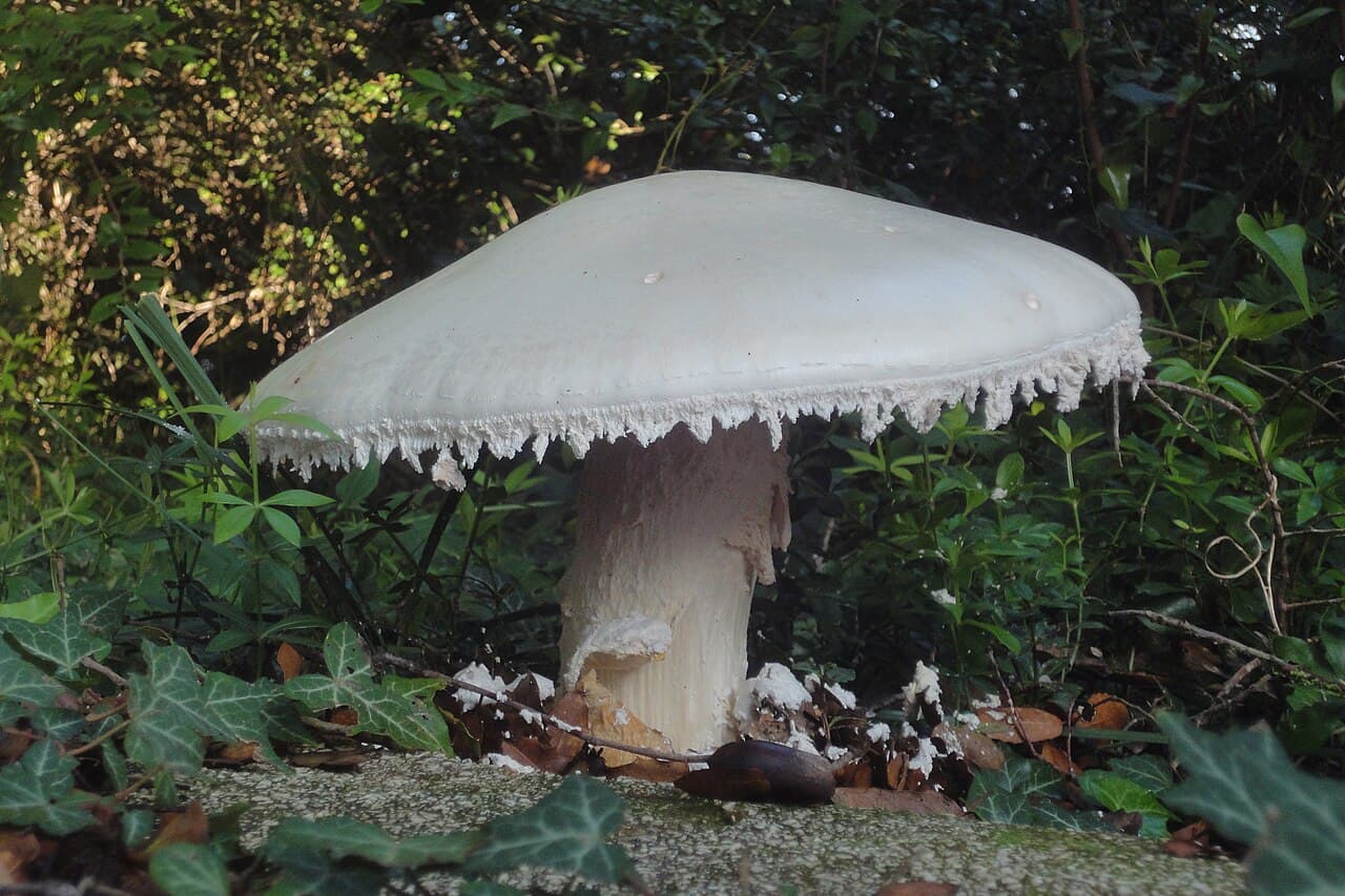 Amanite proxima (Amanita proxima), grande amanite blanche méditerranéenne avec son anneau et sa base engainée
