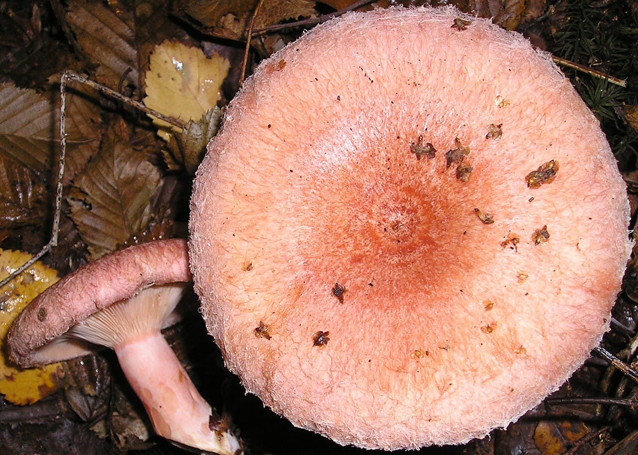Lactaire à toison (Lactarius torminosus) à chapeau rose saumon zoné, avec un exemplaire montrant son pied rosé