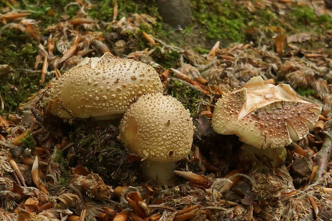 Amanites épaisses (Amanita spissa) à chapeau gris brun couvert de flocons grisâtres