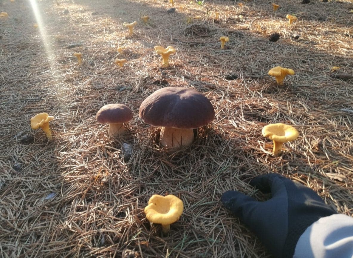 Photo de la sortie « Cèpes bronzés dans les pins, girolles en prime »