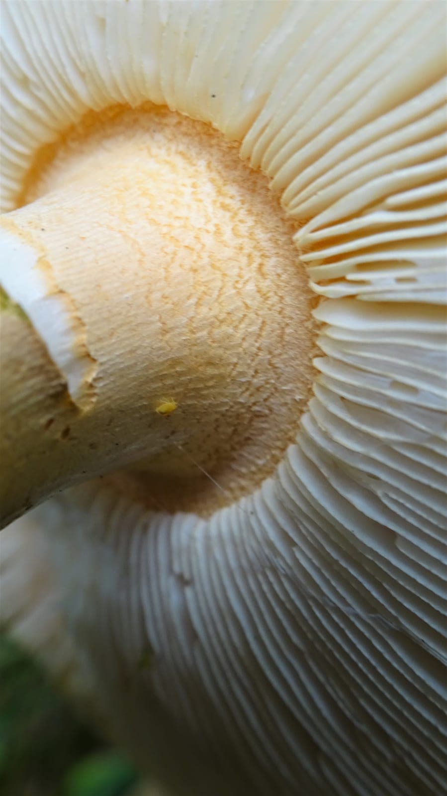 Gros plan sous le chapeau de l'amanite safran : lames libres, serrées, crème, et sommet du pied finement zébré d'orangé