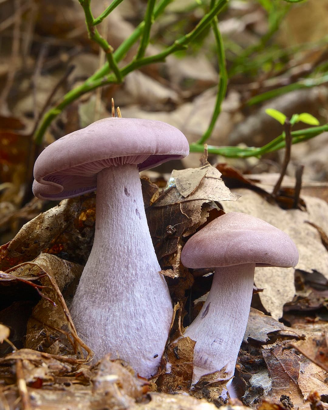 Pieds bleus (Lepista nuda) aux teintes lilas-violet caractéristiques, dans la litière