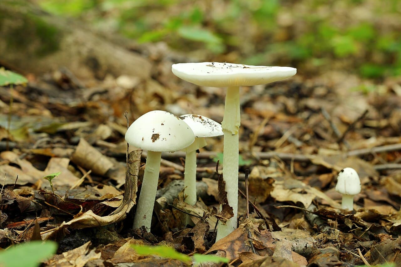 Amanites vireuses (Amanita virosa) entièrement blanches, chapeau conique et pied floconneux, dans la litière