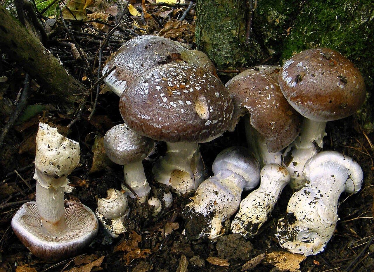 Cortinaires remarquables (Cortinarius praestans) en groupe au pied d'un tronc moussu, chapeaux brun vineux visqueux et pieds blancs trapus, lames violacées visibles sur le sujet couché
